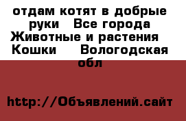 отдам котят в добрые руки - Все города Животные и растения » Кошки   . Вологодская обл.